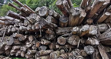 Logs-stacked-and-seasoning-for-two-plus-years-before-processing-to-make-firewood