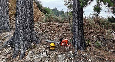 Standing-trees-awaiting-felling-–-classed-as-‘green’-wood