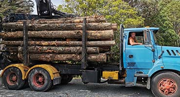 Tree-Truncks-Being-transported-In-a-truck-to-make-into-firewood